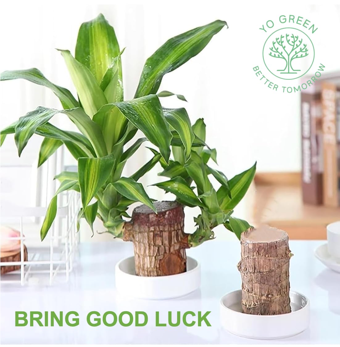 Brazilian Lucky Wood, Mini Home Plant Decorations