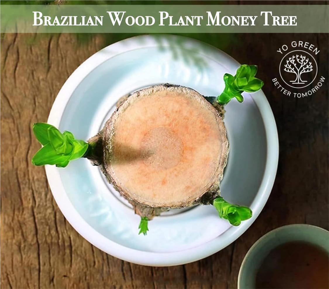 Brazilian Lucky Wood, Mini Home Plant Decorations