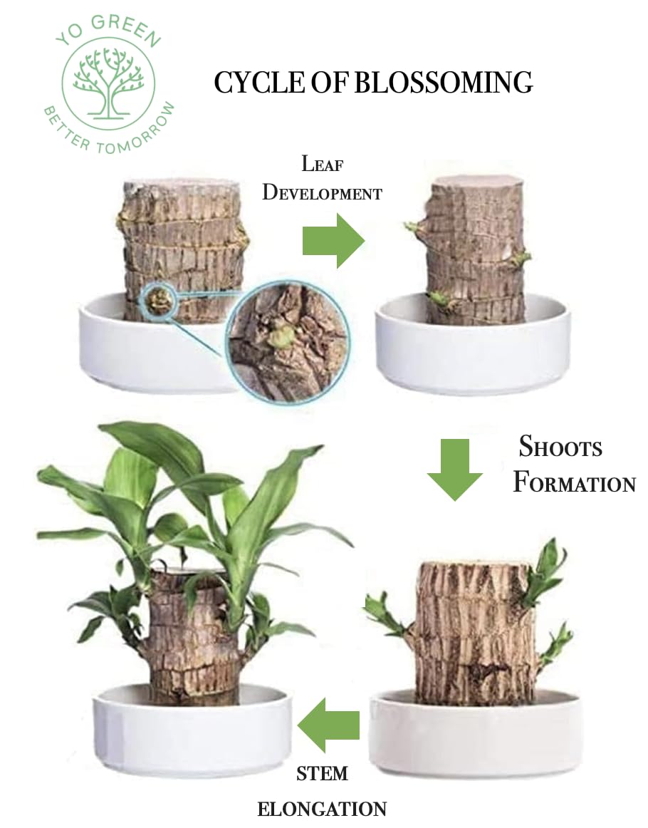 Brazilian Lucky Wood, Mini Home Plant Decorations