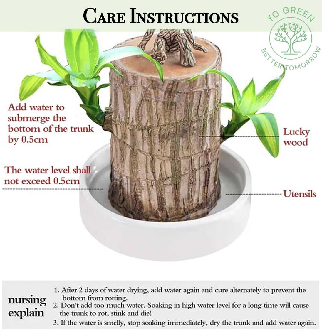 Brazilian Lucky Wood, Mini Home Plant Decorations
