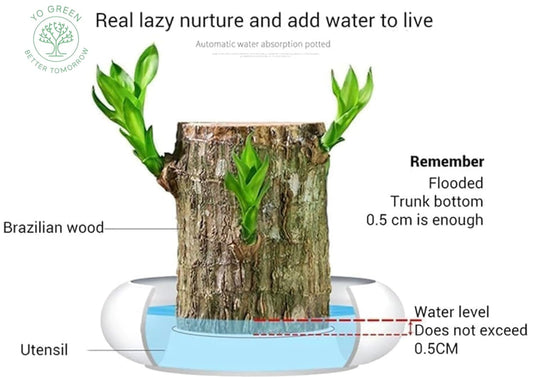 Brazilian Lucky Wood, Mini Home Plant Decorations