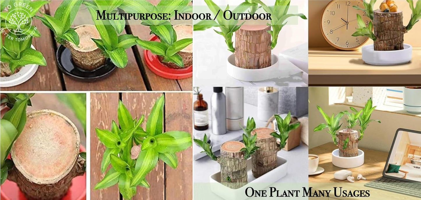 Brazilian Lucky Wood, Mini Home Plant Decorations