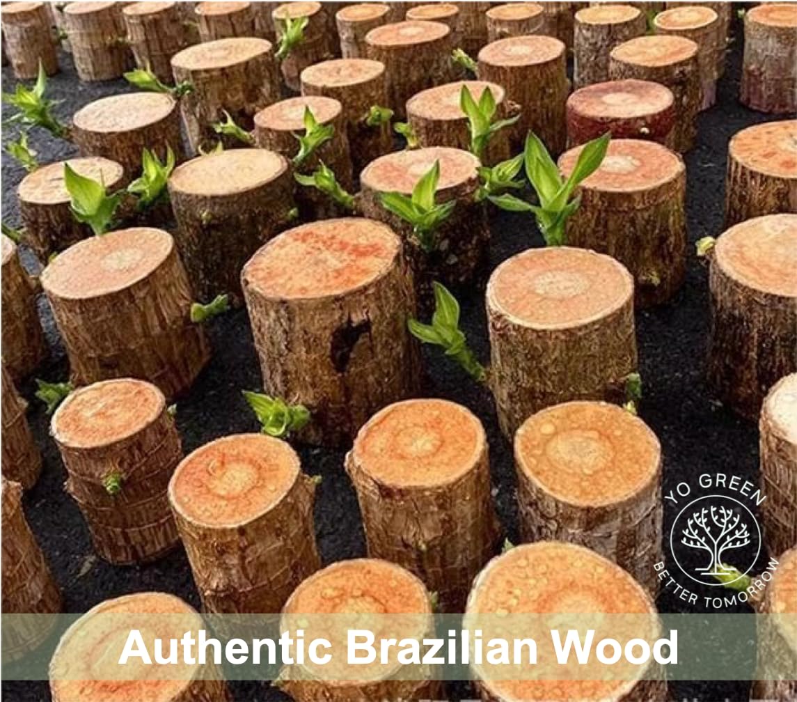 Brazilian Lucky Wood, Mini Home Plant Decorations