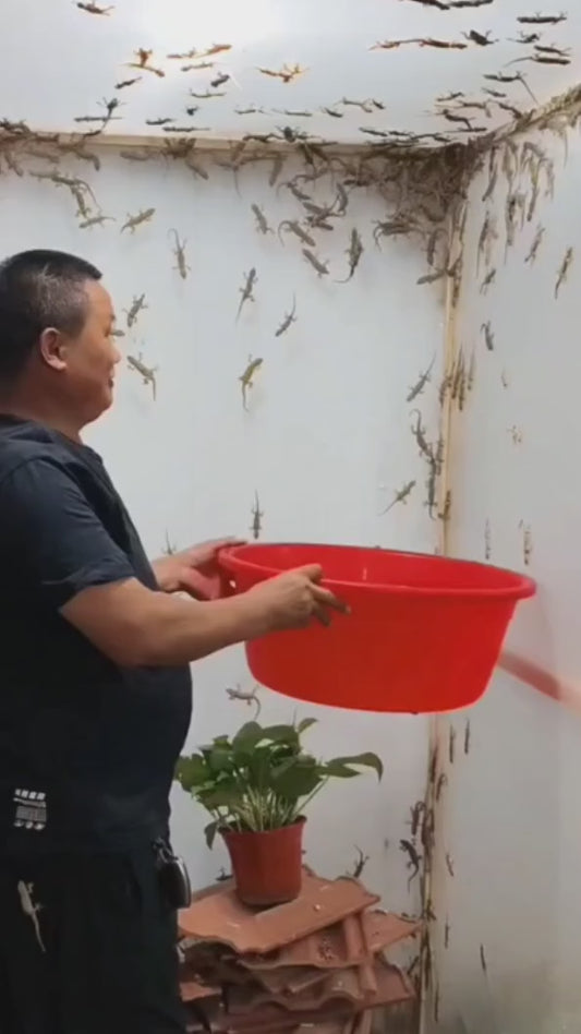 Lizard Repellent for Home Spray Pest Control 250ML (Pack of 2)